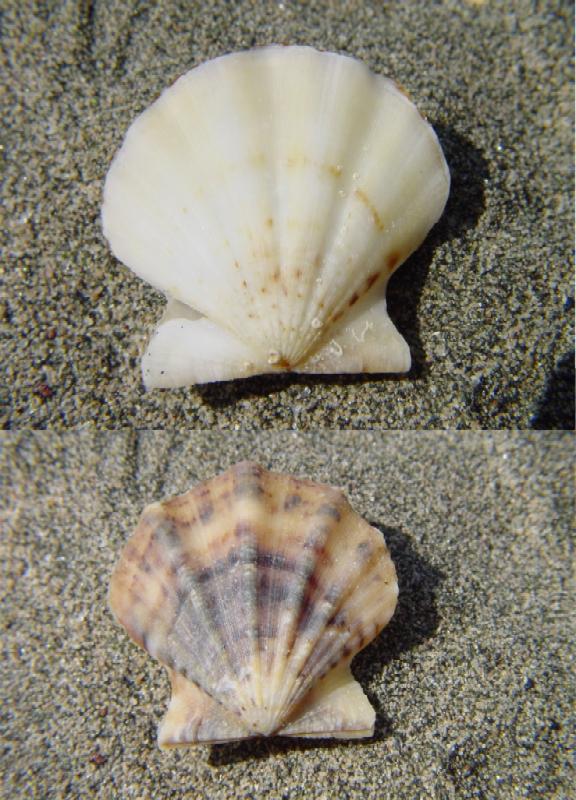 Chlamys glabra